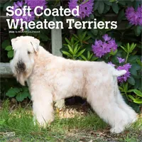 BrownTrout / Flechsig Soft Coated Wheaten Terriers - Soft