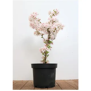 Pflanzen Für Dich Prunus incisa 'Mikinori', Zierkirsche, rosa Blüten, 40–60 cm