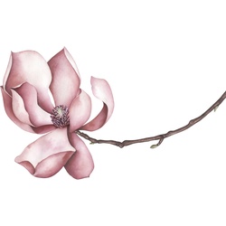 Wandtattoo QUEENCE „Sabrina“ Wandtattoos Gr. B/H: 70 cm x 70 cm, Blume, rosa Wandtattoos Natur