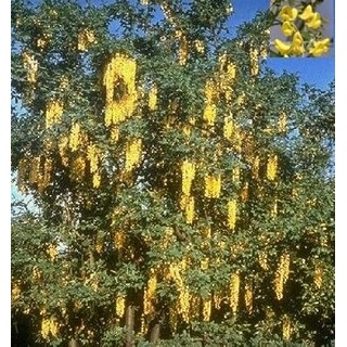 Veredelter Goldregen Vossii - Edel Goldregen - Laburnum watereri 80-100cm