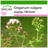 Saflax - Griechischer Oregano - Origanum vulgare