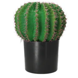 Gasper Kaktus Echino im Kunststofftopf 33 cm Topfpflanze