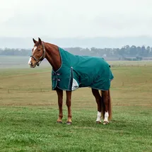Weatherbeeta Comfitec Plus Dynamic Turnout High Neck 220g, 150