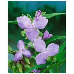 Tradescantia x andersoniana 'I.C. Weguelin', ca. 9x9 cm Topf, blau blühend