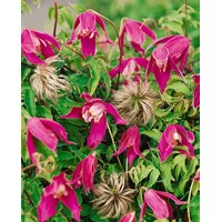 Pflanzen Für Dich Clematis alpina 'Ruby' Alpen-Waldrebe Rubinrot 60–100