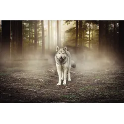 Fototapete PAPERMOON "Wolf im Wald", bunt, B:4,00m L:2,60m, Vlies, Tapeten
