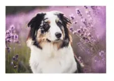 ASTRA Deco Print Motiv-Fußmatte, strapazierfähig, ca. 40 × 60 cm D.105 C.999 , Motiv: Mila