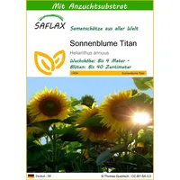 SAFLAX - Sonnenblumen Titan - 20 Samen - Mit
