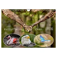 Calvendo Fantastische Vögel (Wandkalender 2026 DIN A4 quer), CALVENDO