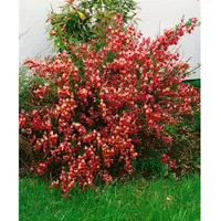 Pflanzen Für Dich Cytisus scoparius 'La Coquette', Besenginster, zweifarbig,