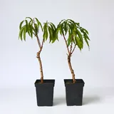 Plant in a Box - Pfirsichbaum - 2 Stk - Prunus 'Bonanza' - Höhe 60-70cm