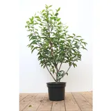 Pflanzen Für Dich Prunus lusitanica 'Angustifolia' 40–60 cm