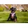 Curli Clasp Vest Hundegeschirr Pink S