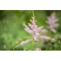 Pflanzen Für Dich Astilbe glaberrima 'Hennie Graafland' rosa Blüten,