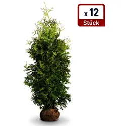 Lebensbaum ‘Brabant‘ 220cm+ 12 Stück