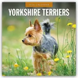 brown trout-auslieferer flechsig Yorkshire Terriers – Yorkshire Terrier 2026 – 16-Monatskalender: