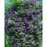 Pflanzen Für Dich Clematis macropetala Georg Blau 60–100 cm