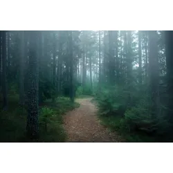 Fototapete PAPERMOON "Photo-Art CHRISTIAN LINDSTEN, DER VERWUNSCHENE WALD", bunt, B:3,00m L:2,23m, Vlies, Tapeten