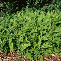 Pflanzen Für Dich Polypodium vulgare, Tüpfelfarn, ca. 9x9 cm