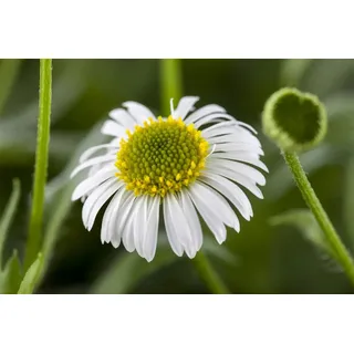 Pflanzen Für Dich Staude Erigeron karvinskianus, 1 St., Spanisches Gänseblümchen, Mexikanisches Berufkraut rosa