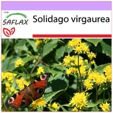 Saflax - Goldrute - 100 Samen - Solidago virgaurea