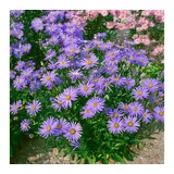 Pflanzen Für Dich Staude Aster amellus Dr Otto Petscheck, 1 St., Berg-Aster, Glattblatt-Aster blau