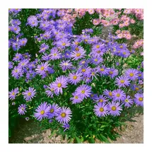 Pflanzen Für Dich Staude Aster amellus Dr Otto Petscheck, 1 St., Berg-Aster, Glattblatt-Aster blau