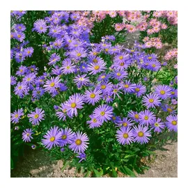 Pflanzen Für Dich Staude Aster amellus Dr Otto Petscheck, 1 St., Berg-Aster, Glattblatt-Aster blau