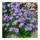 Pflanzen Für Dich Staude Aster amellus Dr Otto Petscheck, 1 St., Berg-Aster, Glattblatt-Aster blau