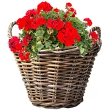 Annastore Weidenkorb Pflanzkorb aus Weide mit Henkel und Innenfolie Blumenkorb Pflanzkorb