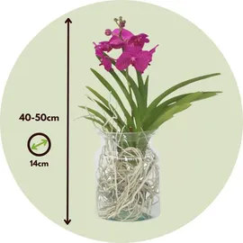 Plant in a Box - Vanda 'Cerise' - Höhe 40-50cm - Topf 14cm