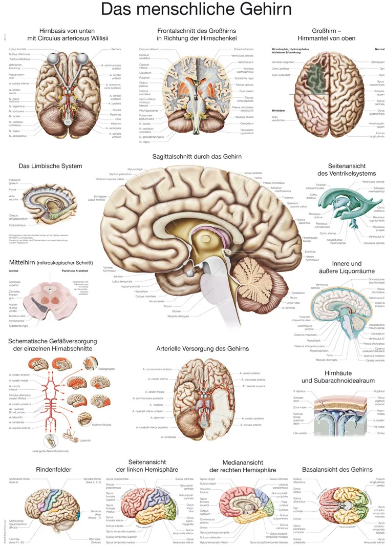 Lehrtafel Das menschliche Gehirn  (deutsch)  50x70cm