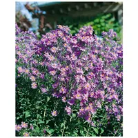 Pflanzen Für Dich Aster laevis, Glattblatt-Aster, violett, ca. 11x11