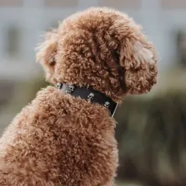 Hunter Halsband Tijuana schwarz