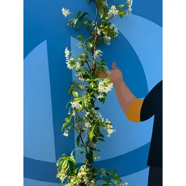 sunny-tree Jasmin - Toskanischen Jasmin - Trachelospermum Jasminoides 160 cm A+ ware (6pcs)