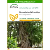 SAFLAX - Bengalische Würgefeige - 20 Samen - Mit