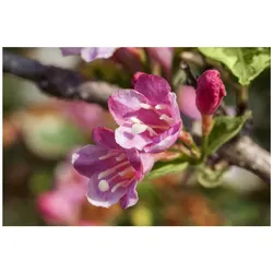 Weigela florida 'Variegata', Weigelie, buntlaubig, 60–100 cm