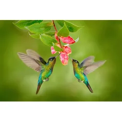 Fototapete PAPERMOON "KOLIBRIS-VÖGEL TIERE BLUME BLÜTE WALD BÄUME COSTA RICA", bunt, B:3,00m L:2,23m, Vlies, Tapeten