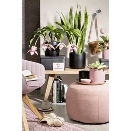 Scheurich Solido Ø 21,2 x 19,3 cm Rosea