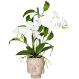 creativ-green Kaiserkraft 656096 Orchideen-bambus Arrangement im