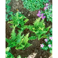 Pflanzen Für Dich Dryopteris affinis 'Crispa Congesta' ca. 9x9