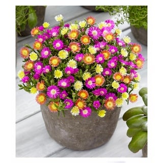 BALDUR Garten Winterharte Eisblumen "Summer Mix", 3 Pflanzen Delosperma congesta, winterharte Staude, trockenresistent, mehrjährig, bienenfreundlich, pflegeleicht, Wasserbedarf gering, blühend