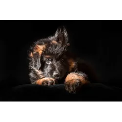 Fototapete PAPERMOON "SCHÄFER-HUND TIER WELPE PORTRÄT LANGHAARIG STUDIO", bunt, B:3,00m L:2,23m, Vlies, Tapeten