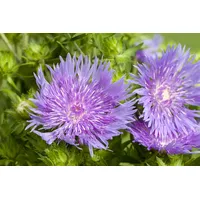 Pflanzen Für Dich Stokesia laevis, Kornblumenaster, blau, ca. 9x9
