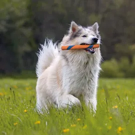 Chuckit! Ultra Fetch Stick