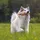 Chuckit! Ultra Fetch Stick