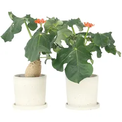 Plant in a Box Gichtkraut - Jatropha Podagrica 2er Set Höhe 25-45cm