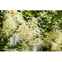 Pflanzen Für Dich Astilbe thunbergii 'Van der Wielen' p