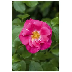 Rosa rugosa 'Rubra', Kartoffelrose, rot, 40–60 cm