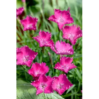 Pflanzen Für Dich Dianthus superbus, Pracht-Nelke, ca. 9x9 cm Topf